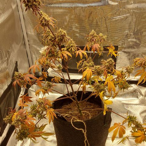 Mephisto Genetics  growlog timeline photo