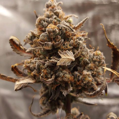 Mephisto Genetics  growlog timeline photo