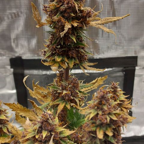 Mephisto Genetics  growlog timeline photo