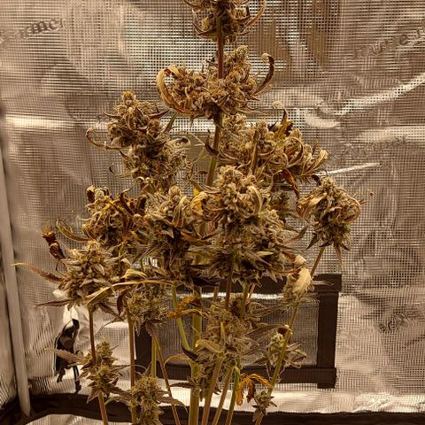 Mephisto Genetics  growlog timeline photo