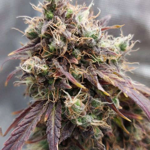 Mephisto Genetics  growlog timeline photo