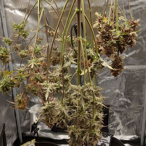 Mephisto Genetics  growlog timeline photo