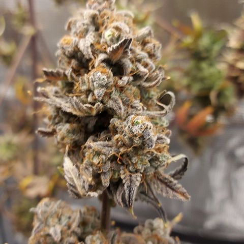 Mephisto Genetics  growlog timeline photo