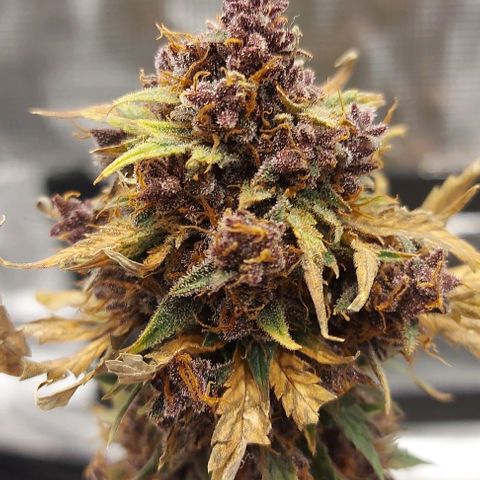 Mephisto Genetics  growlog timeline photo