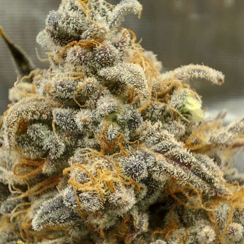 Mephisto Genetics  growlog timeline photo