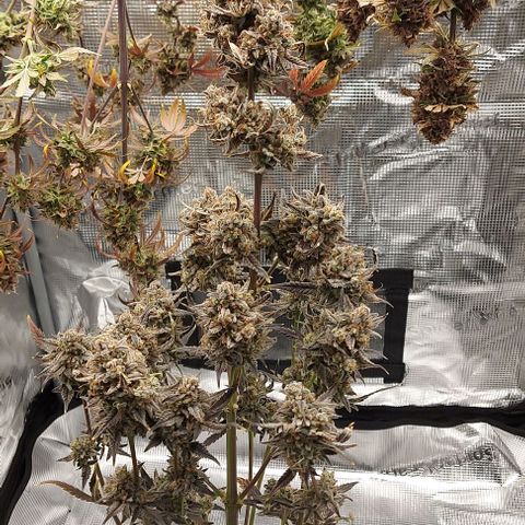 Mephisto Genetics  growlog timeline photo