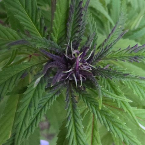Jay growlog timeline photo