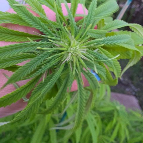 Jay growlog timeline photo