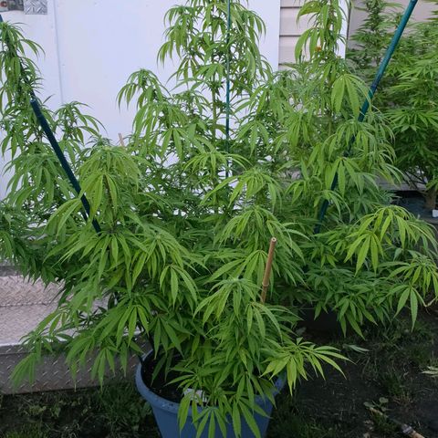 Jay growlog timeline photo
