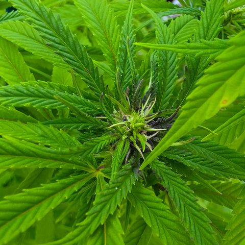 Jay growlog timeline photo