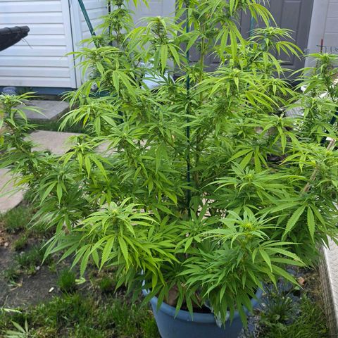 Jay growlog timeline photo