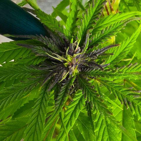 Jay growlog timeline photo