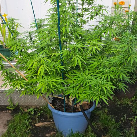 Jay growlog timeline photo