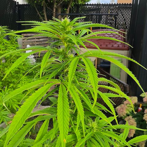 Jay growlog timeline photo