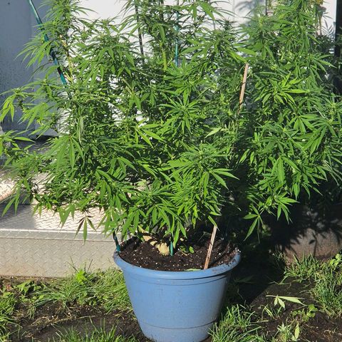 Jay growlog timeline photo