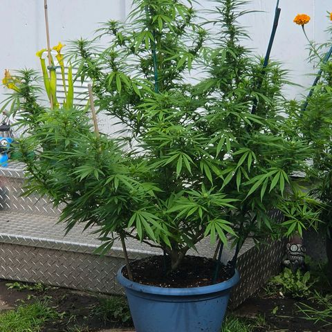 Jay growlog timeline photo