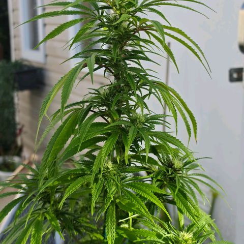 Jay growlog timeline photo