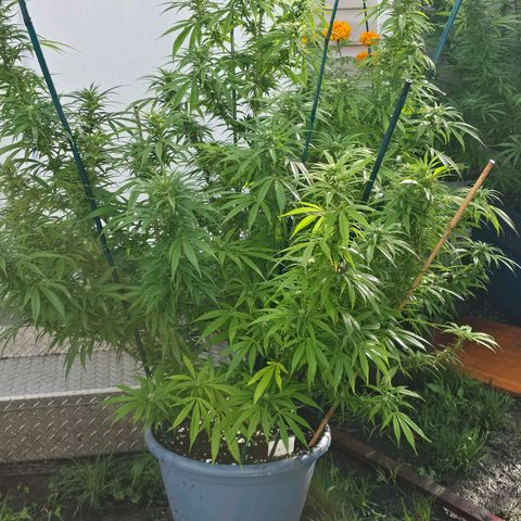 Jay growlog timeline photo