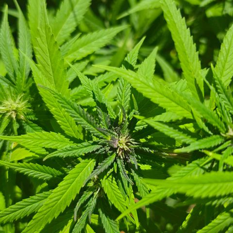 Jay growlog timeline photo