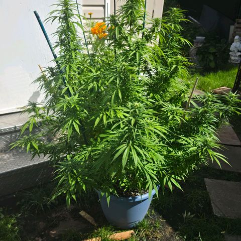 Jay growlog timeline photo
