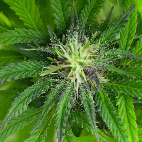 Jay growlog timeline photo