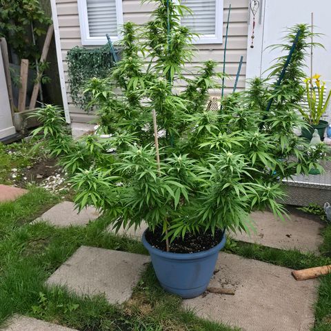 Jay growlog timeline photo