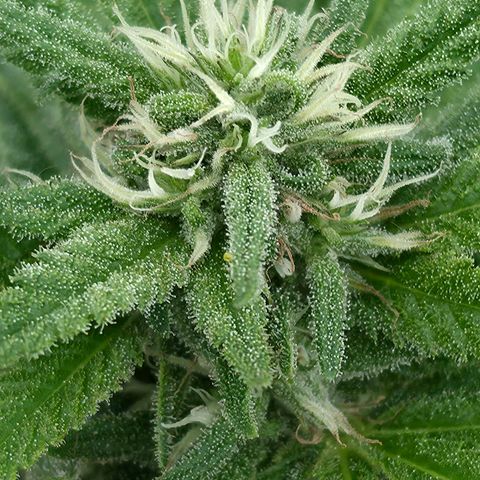 Jay growlog timeline photo
