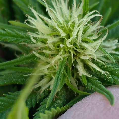 Jay growlog timeline photo