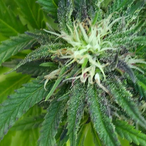 Jay growlog timeline photo