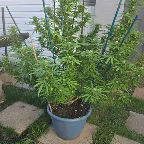 Jay growlog timeline photo
