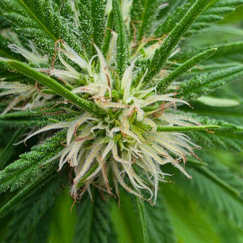 Jay growlog timeline photo