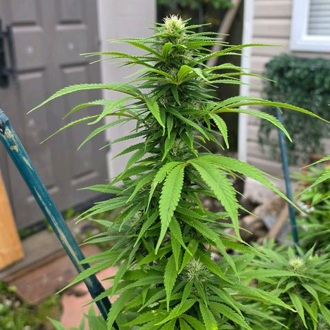Jay growlog timeline photo