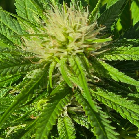 Jay growlog timeline photo