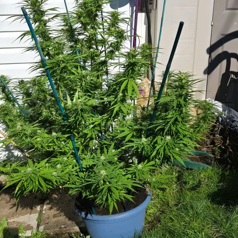 Jay growlog timeline photo