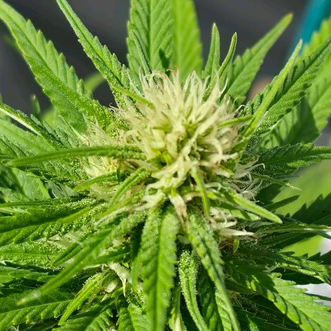 Jay growlog timeline photo
