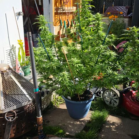 Jay growlog timeline photo