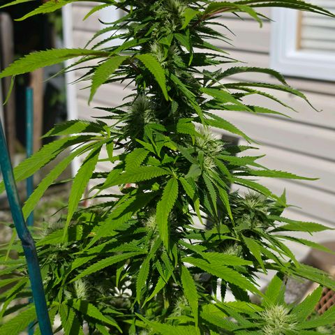Jay growlog timeline photo
