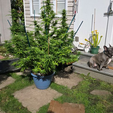 Jay growlog timeline photo