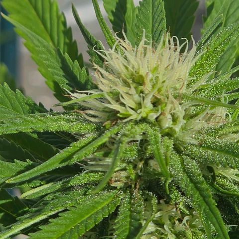 Jay growlog timeline photo