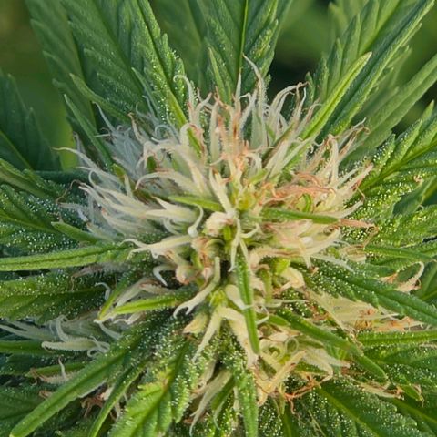 Jay growlog timeline photo