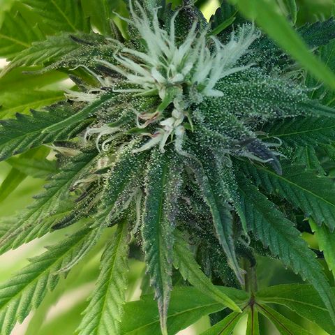 Jay growlog timeline photo