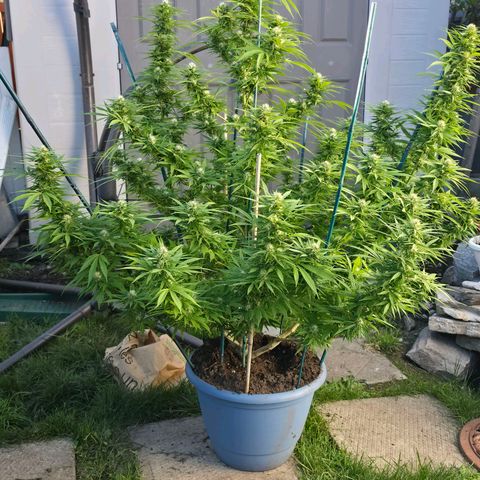Jay growlog timeline photo