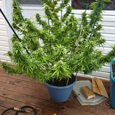 Jay growlog timeline photo