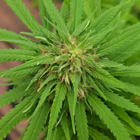 Jay growlog timeline photo