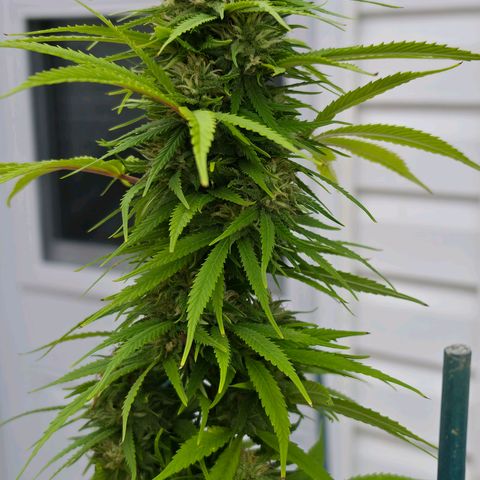 Jay growlog timeline photo