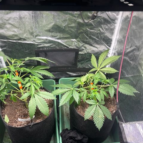 Gorilash growlog photo:  Comienzo de LST en Gorillash y White Cali