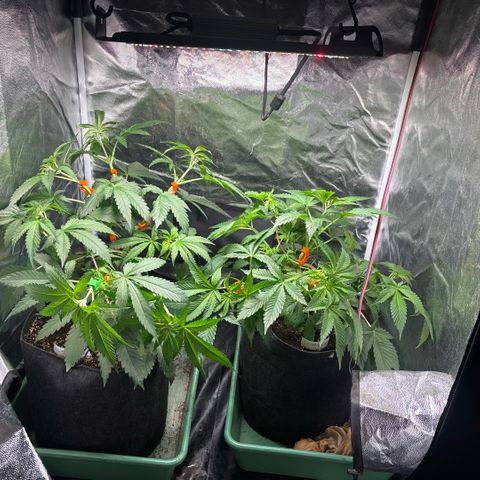 Gorilash growlog timeline photo