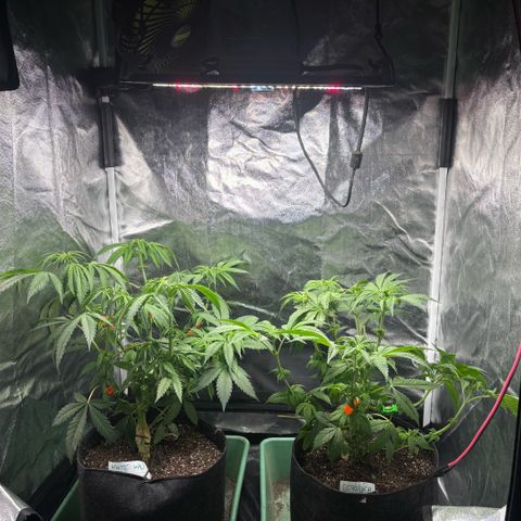 Gorilash growlog photo:  Hoy se hizo la primer boda profunda