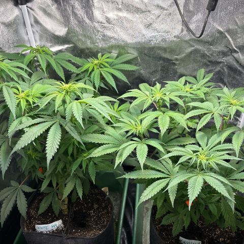 Gorilash growlog timeline photo