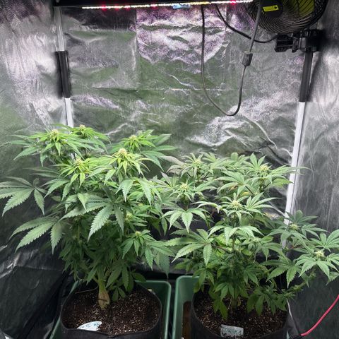 Gorilash growlog timeline photo